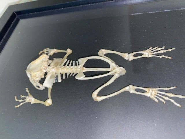 Toad Articulated Skeleton Geniune Framed Specimen