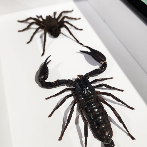 Tarantula and Scorpion Duel Frame Genuine Specimen