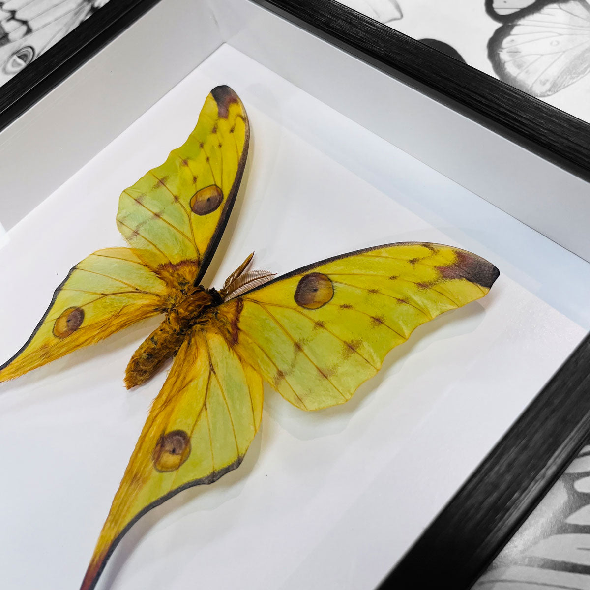 Moon Moth Argema Mittrei Framed Genuine Specimen