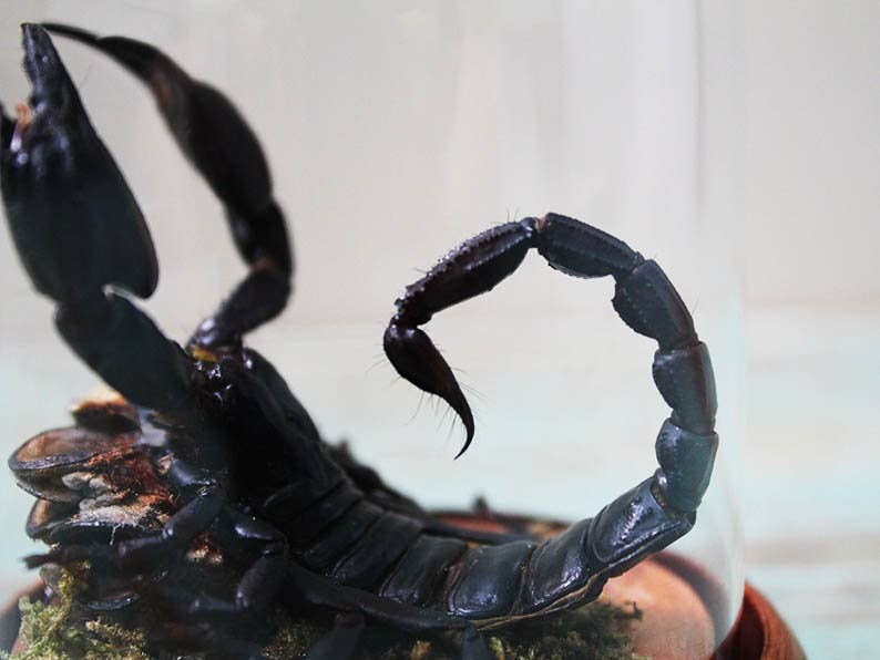 Scorpion Genuine Specimen in a Small Dome