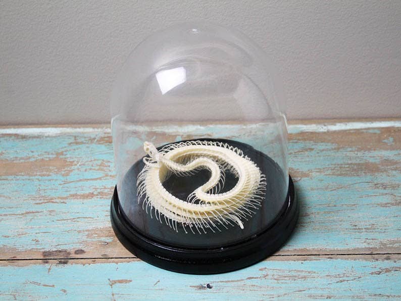Snake Skeleton Articulated Skeleton Glass Dome
