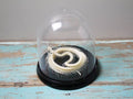 Snake Skeleton Articulated Skeleton Glass Dome