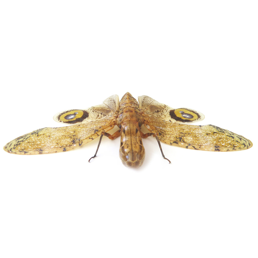 Fulgora Laternaria Genuine Framed Specimen