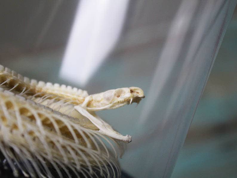 Snake Skeleton Articulated Skeleton Glass Dome