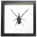 Cyrtotrachelus Buqueti Framed Weevil Beetle