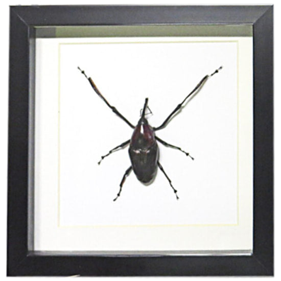 Cyrtotrachelus Buqueti Framed Weevil Beetle