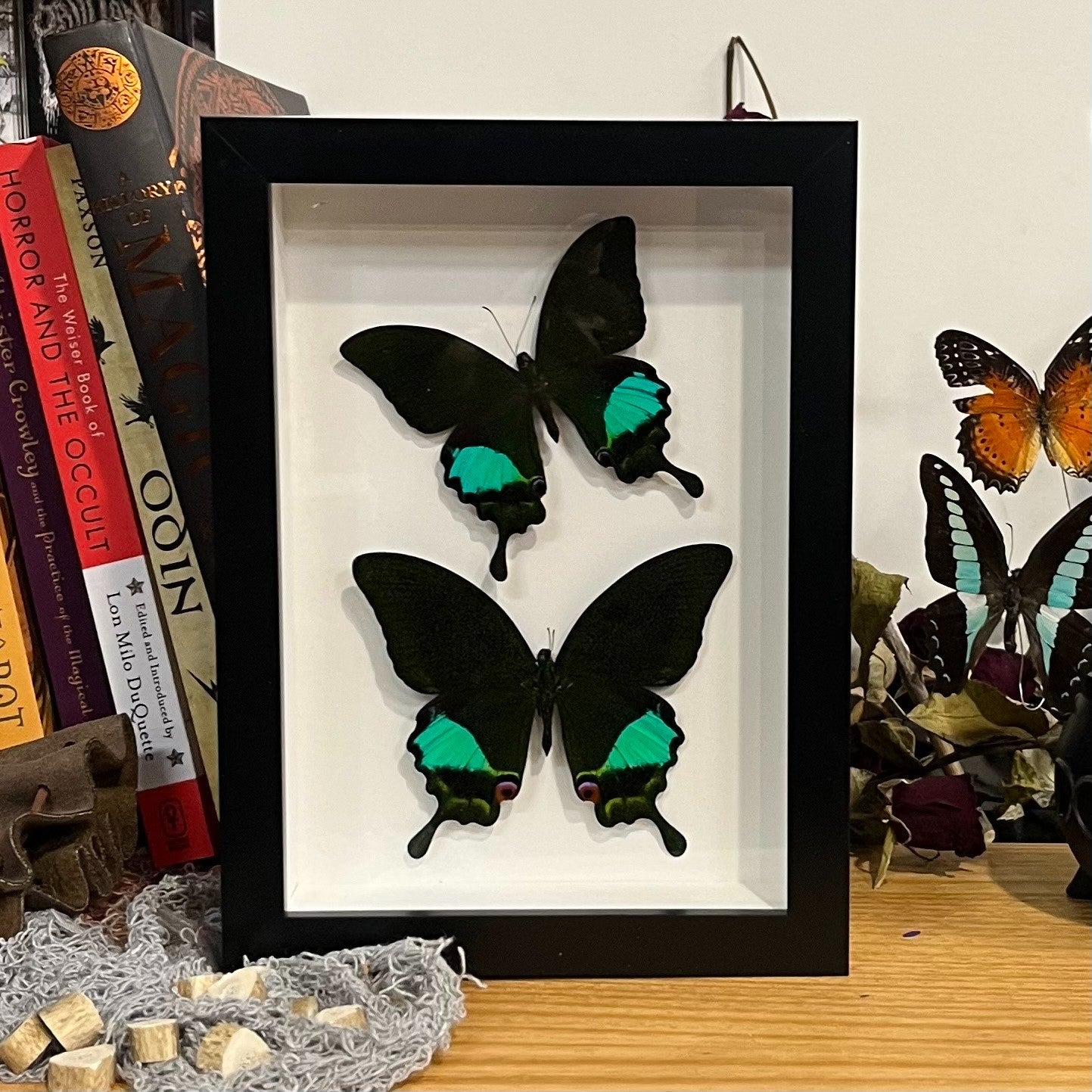 Peacock Paris Genuine Duo Butterfly Framed Specimen