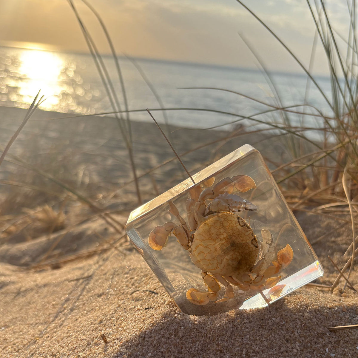 Flower Moon Crab Specimen