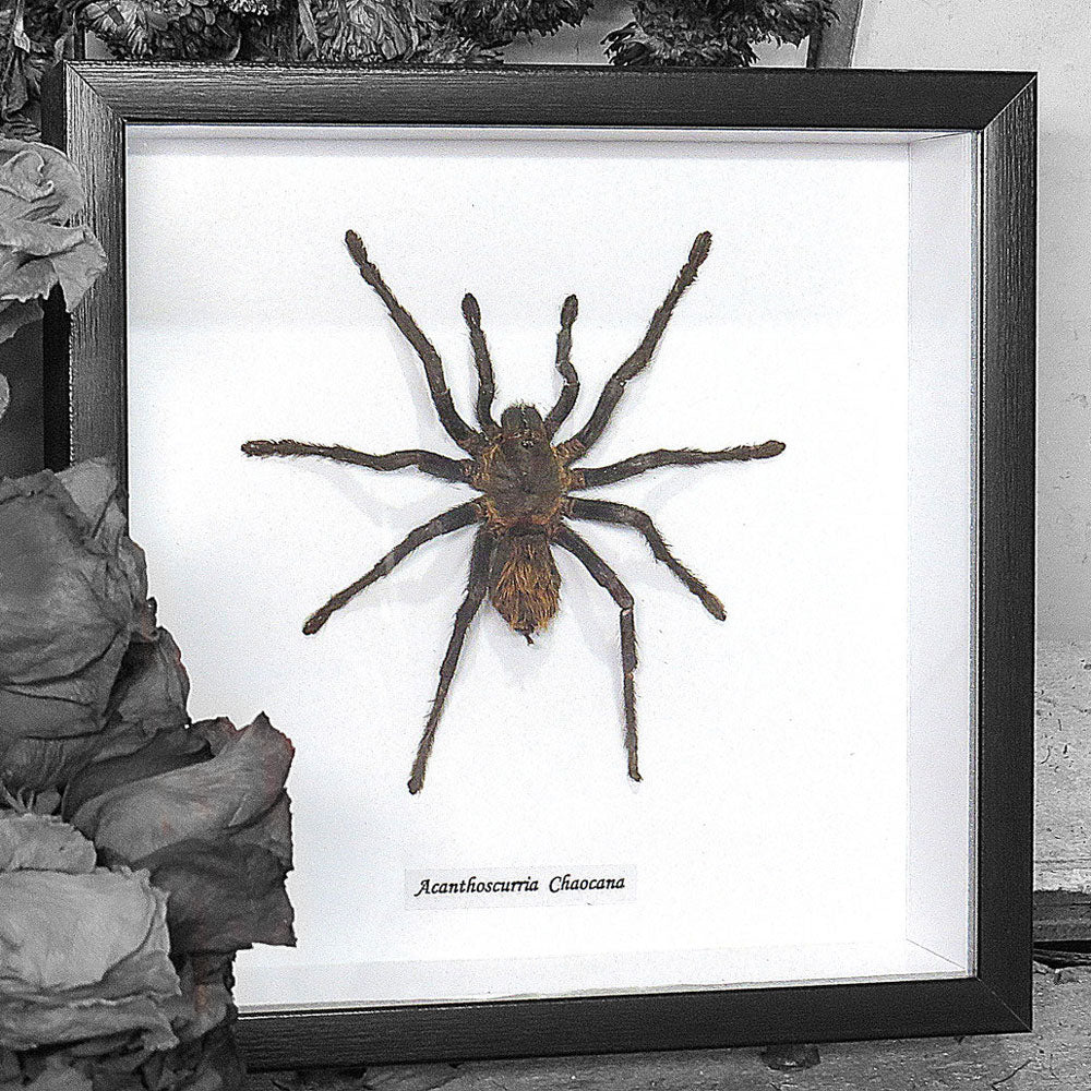 Acanthoscurria Chacoana Framed Tarantula Spider Specimen