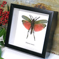 Grasshopper Phymateus Saxosus Framed Specimens