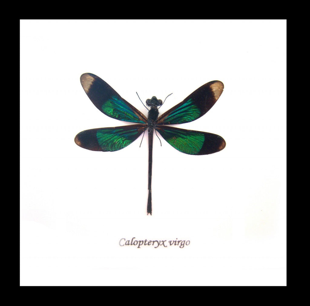 Dragonfly Calopteryx Virgo Framed Genuine Specimen