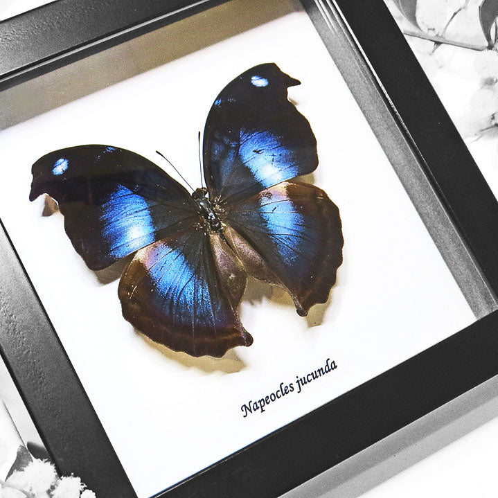 Blue Hookwing Butterfly - Papilo Jucunda Framed Specimen