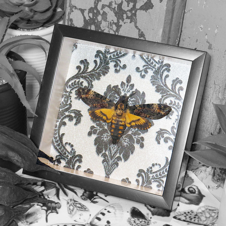Death's Head Hawkmoth Gothic Framed Specimen