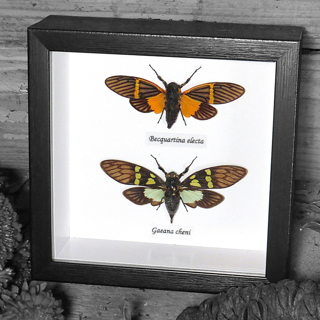 Cicada Duo Framed Genuine Specimen
