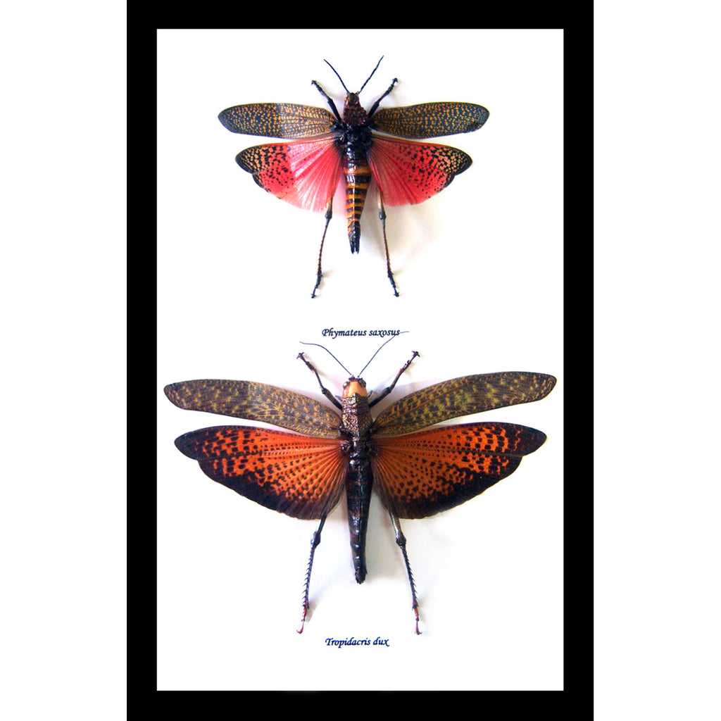 Grasshopper Framed Specimens