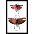 Grasshopper Framed Specimens