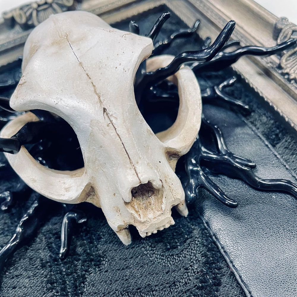Anarchic Reminiscent Cat Skull Faux Curiosity Frame