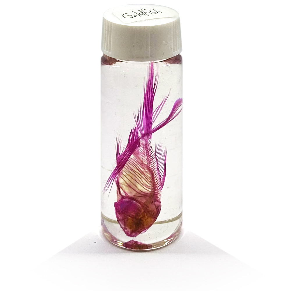 Goldfish Diaphonised Wet Specimen