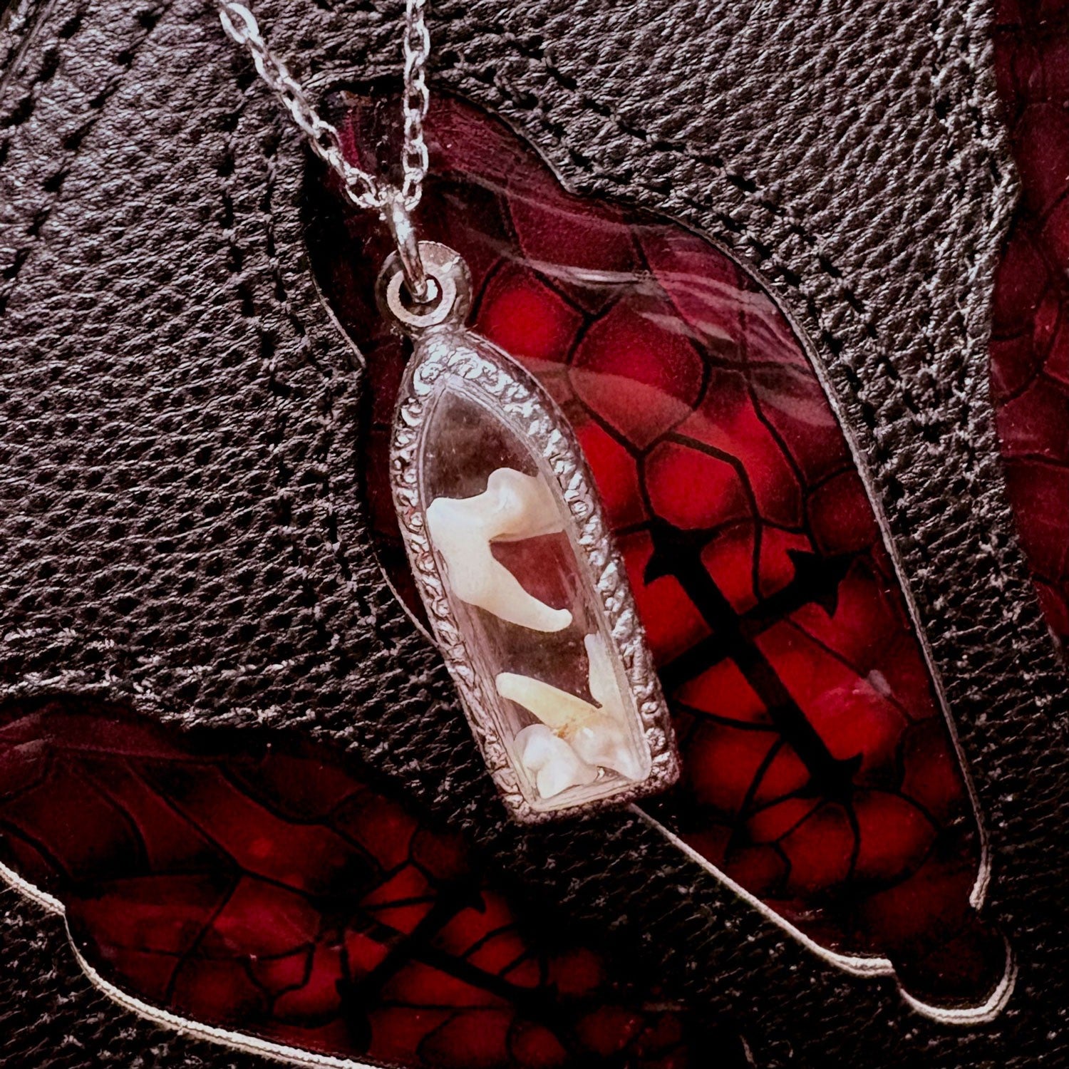 Fox Teeth Genuine Specimen Necklace
