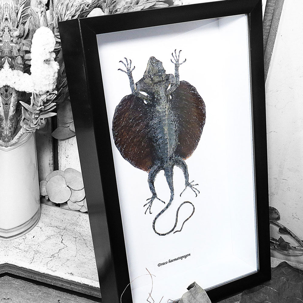 Draco Haematopon Black Framed Flying Dragon Lizard