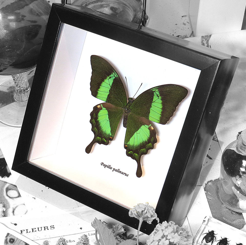 Papilio Butterfly Genuine Framed Specimen