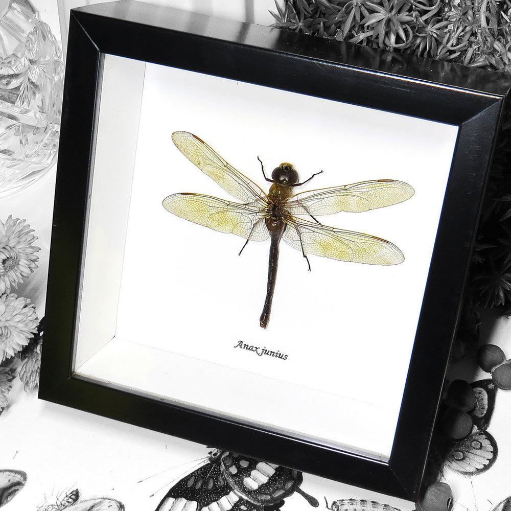 Framed Dragonfly Specimen