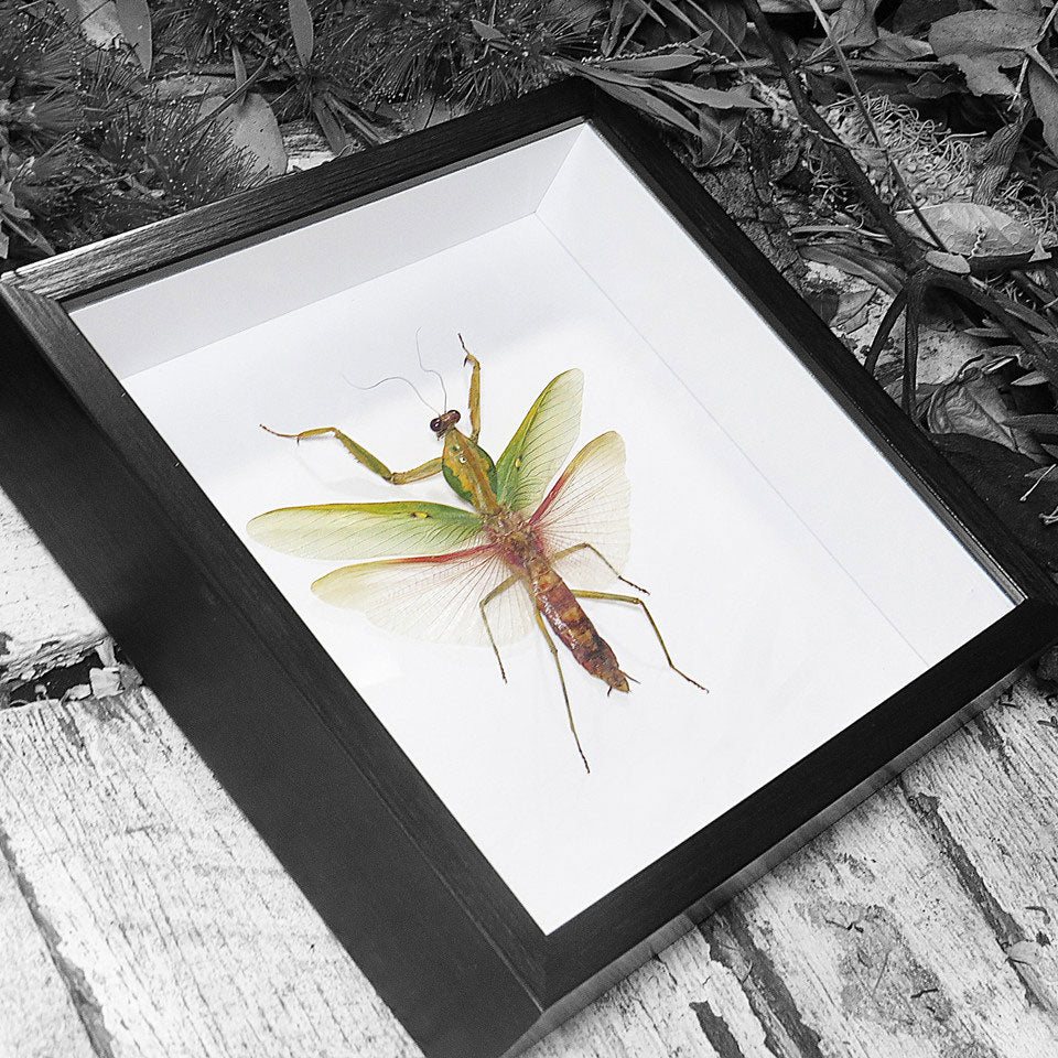 Rhombodera Basalis Mantid Genuine Framed Specimen