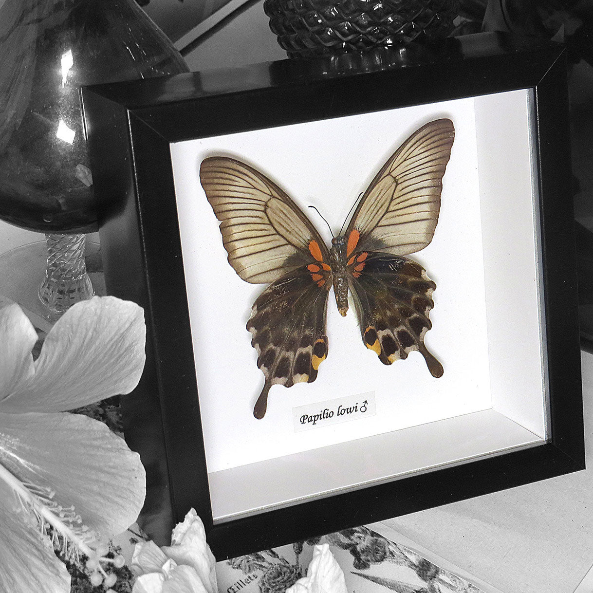 Papilio Lowi Female Genuine Framed Butterfly Specimen