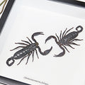 Scorpions Dueling Duo - Genuine Framed Specimen