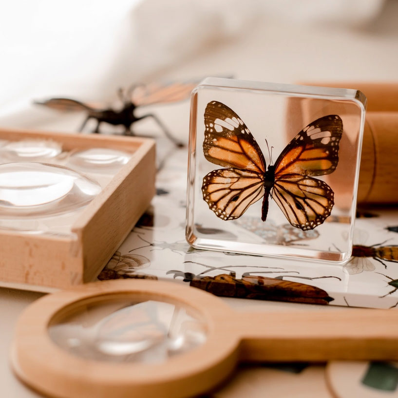 Tiger Butterfly Specimen