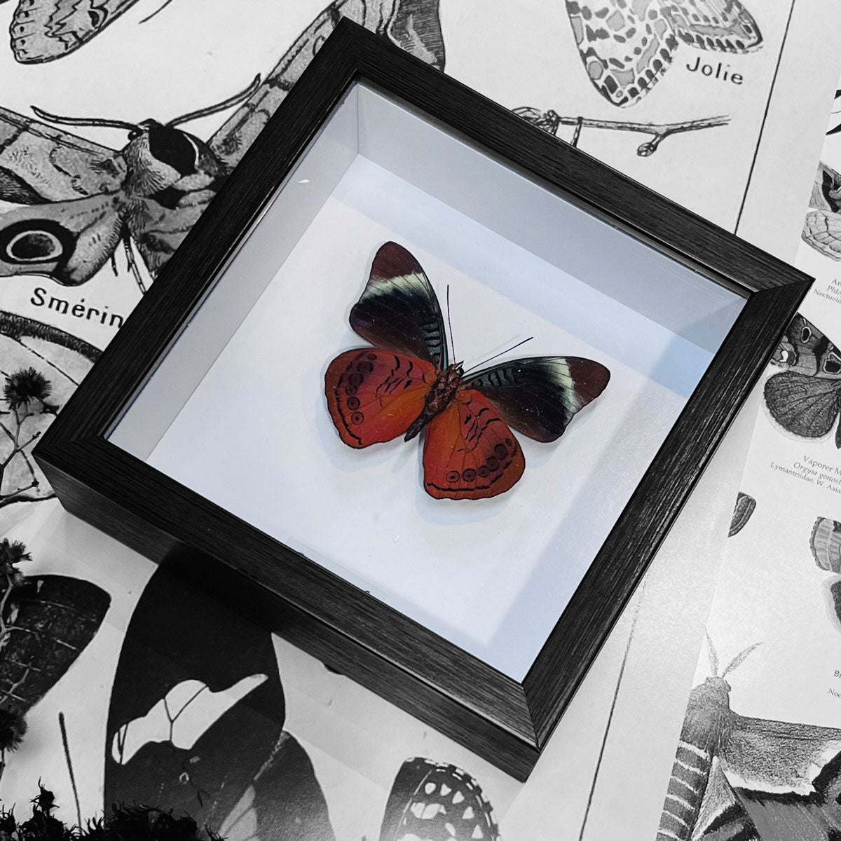 Red Flasher Butterfly Genuine Framed Specimen