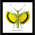 Framed Stick Insect Tagesoidea Nigrofasciata Yellow Specimen