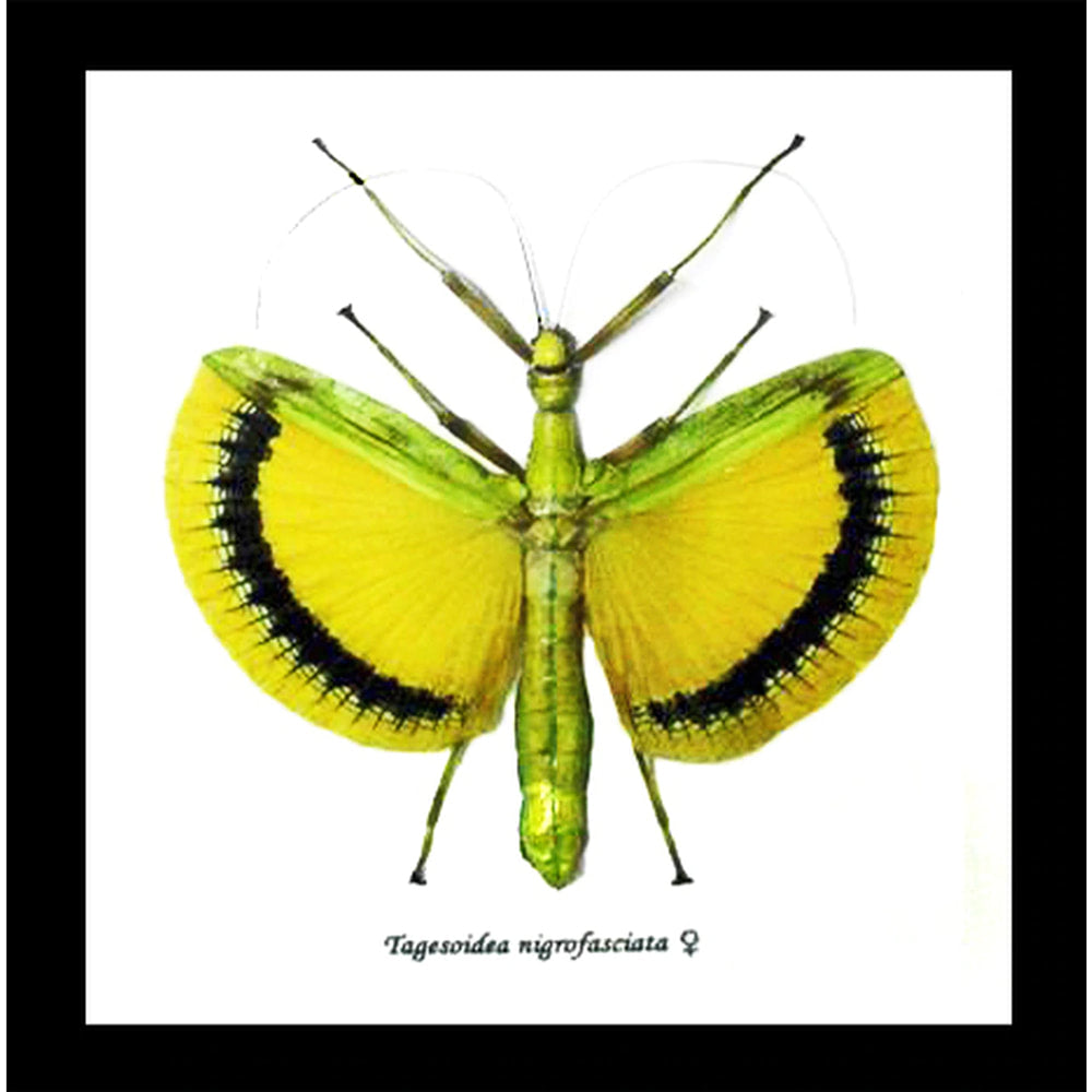Framed Stick Insect Tagesoidea Nigrofasciata Yellow Specimen