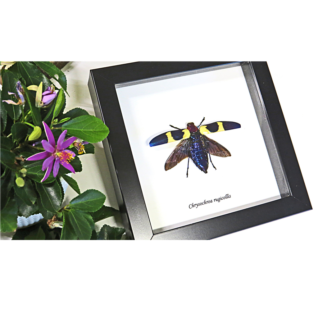 Framed Beetle Chrysochroa Rugicollis Specimen
