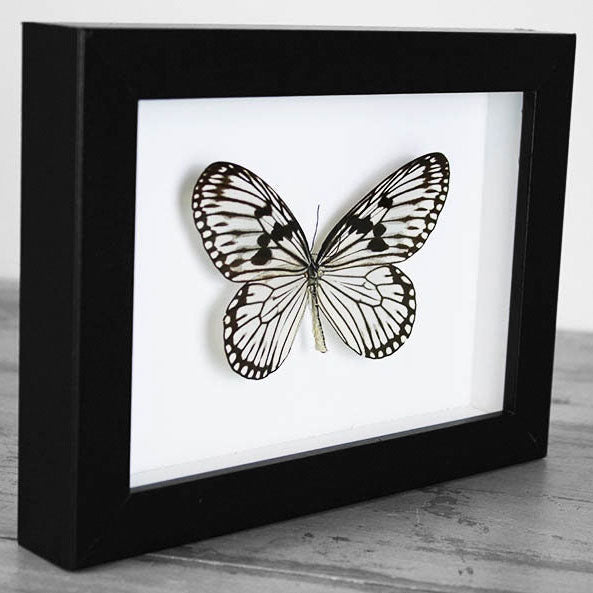 Wood Nymph Genuine Butterfly Framed Specimen