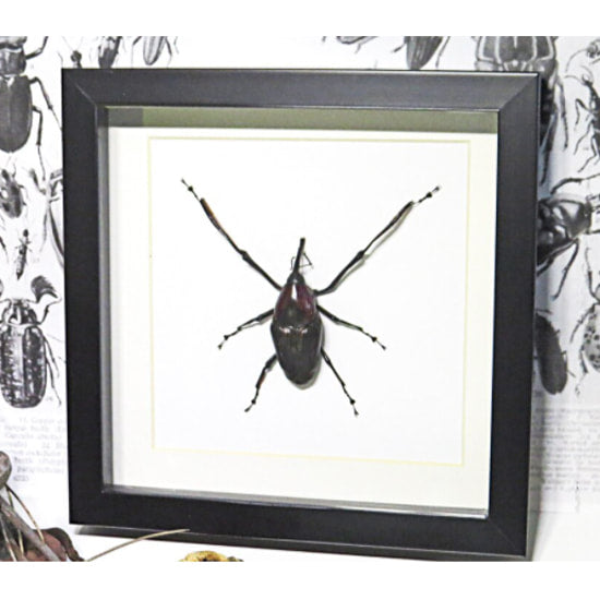 Cyrtotrachelus Buqueti Framed Weevil Beetle