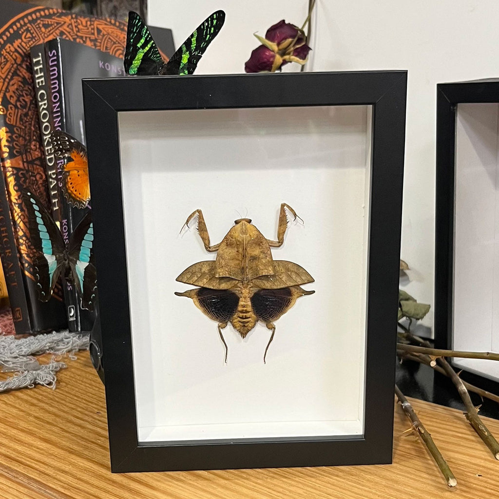 Deroplatys truncata Mantis Framed Genuine Specimen