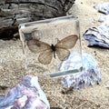 Gossamer-Winged Butterfly Specimen in Resin
