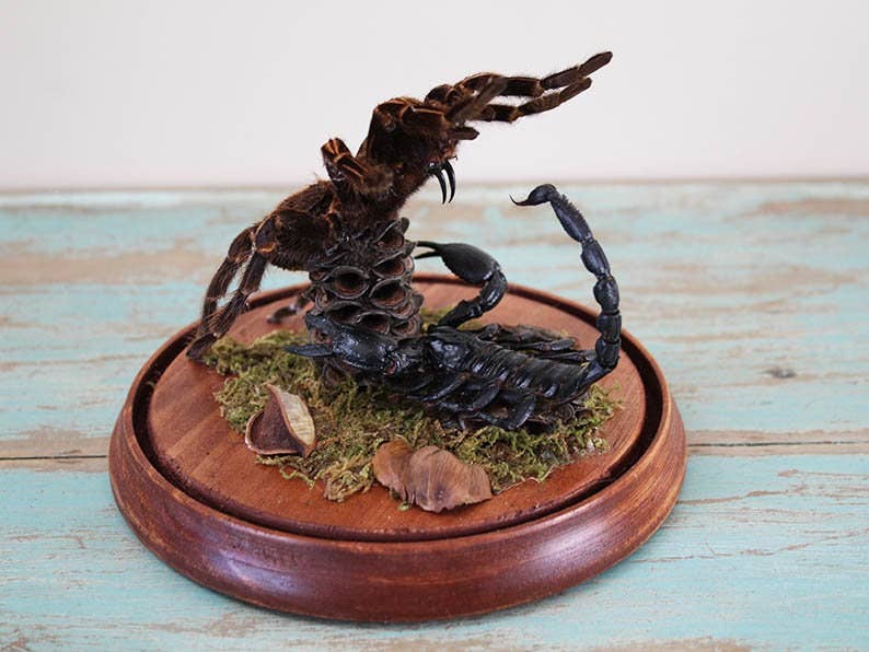 Tarantula vs Scorpion Glass Dome