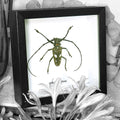 Batocera Celebiana Beetle Genuine Framed Specimen