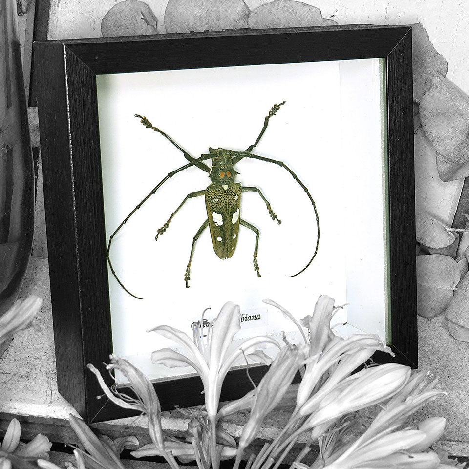 Batocera Celebiana Beetle Genuine Framed Specimen