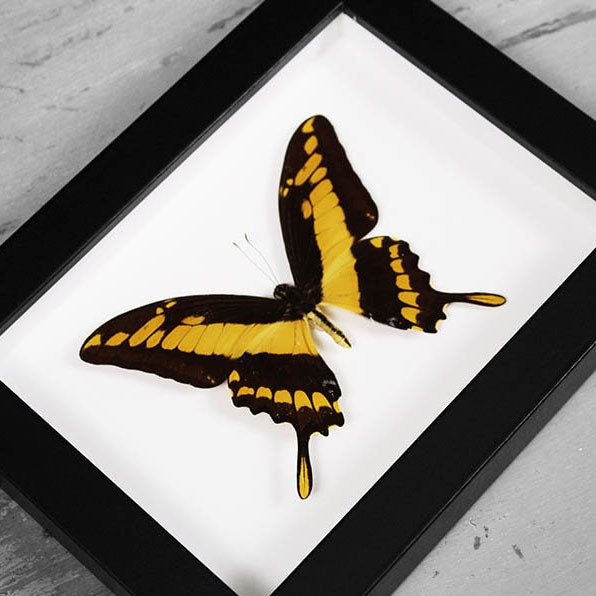 King Swallowtail Genuine Framed Butterfly