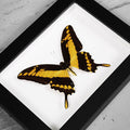 King Swallowtail Genuine Framed Butterfly