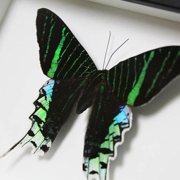 Urania leilus Genuine Framed Moth Specimen