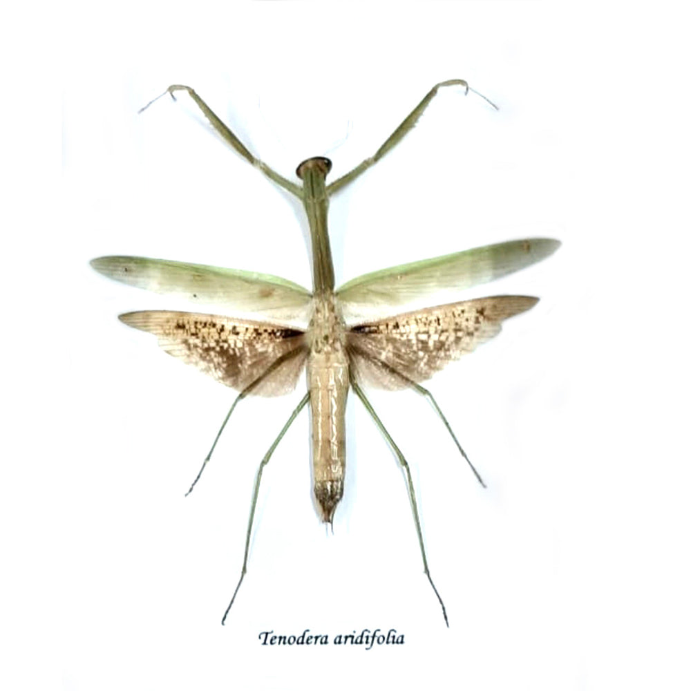 Tenodera Aridifolia Framed Genuine Mantid Specimen