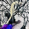 Seahorse Skeleton (Female)