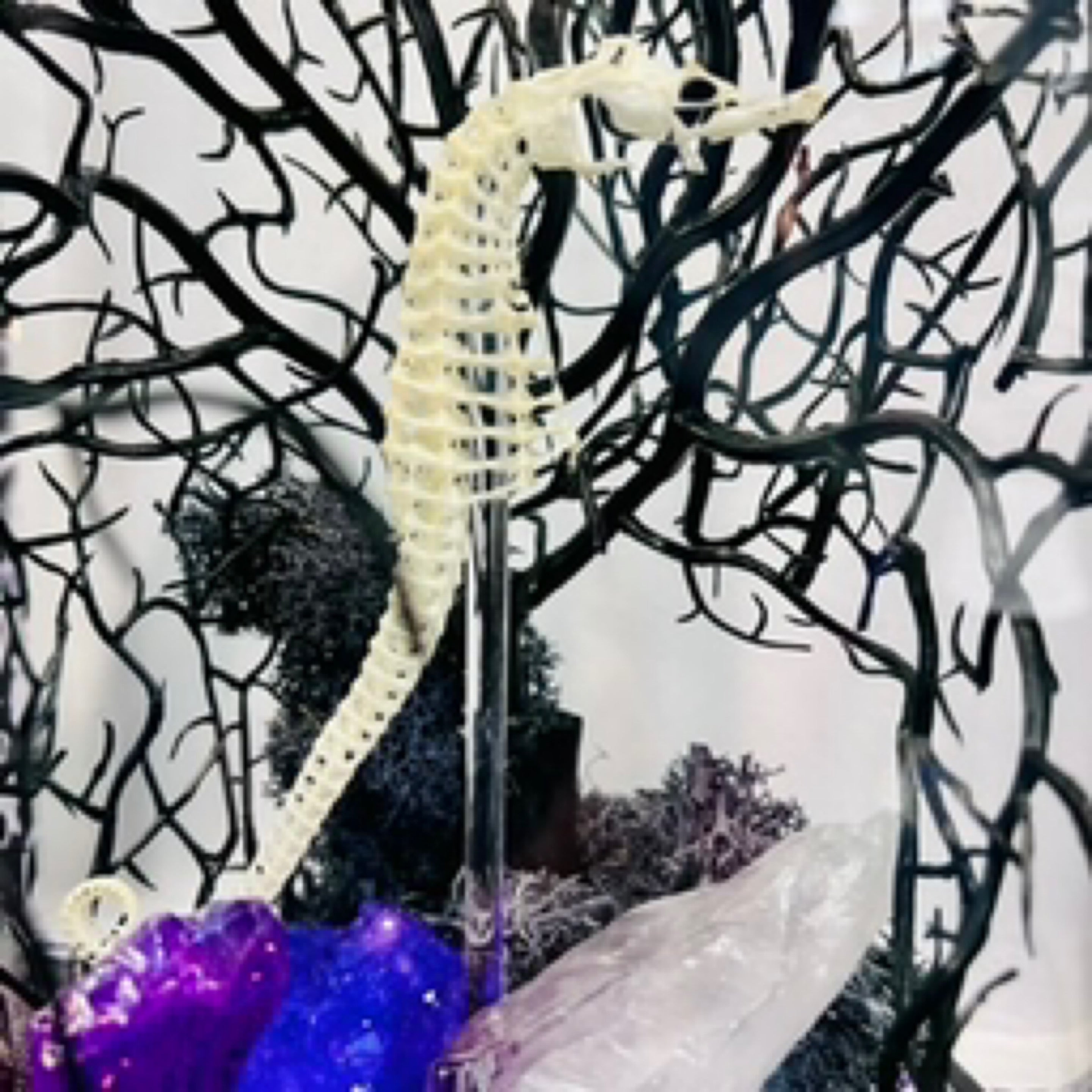 Seahorse Skeleton (Female)