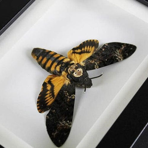 Death Head Moth Genuine Framed Specimen