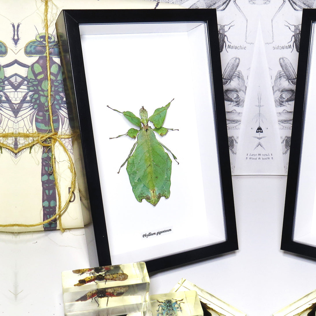 Phyllum Giganteum Framed Specimen