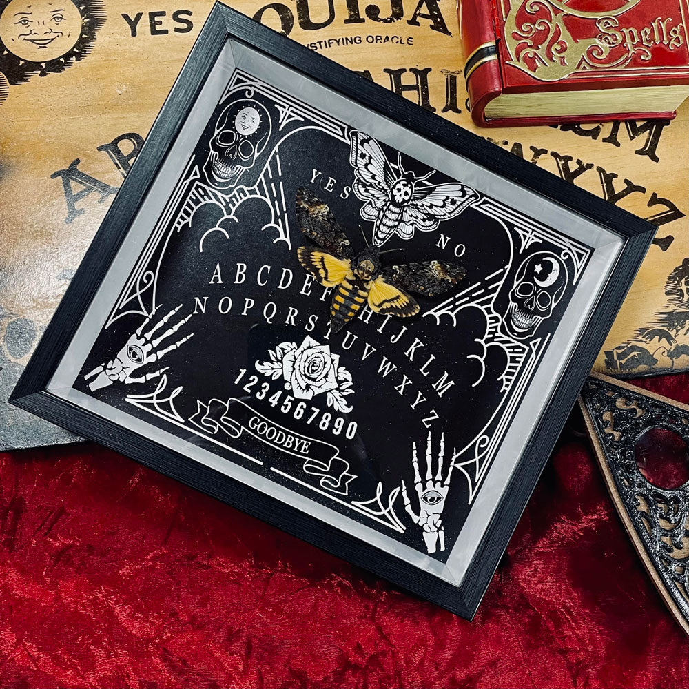 Death's Head Hawkmoth Ouija Framed Specimen